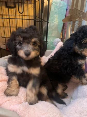 Image 2 of Male female phantom brown/white black/tan toy poodle puppies