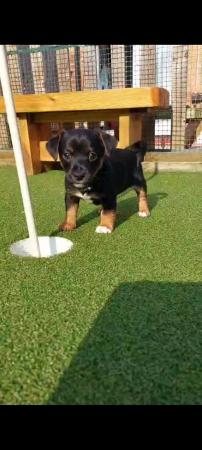 Image 1 of 1Much Wenlock Jack Russell puppy( chunky Small