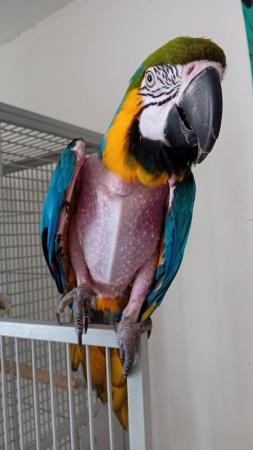Image 3 of Wanted macaws and parrots