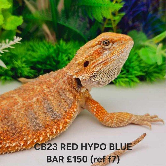 Preview of the first image of Lots of bearded dragon morphs available.