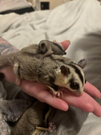 Image 2 of Sugar Glider babies, poss white face SPC