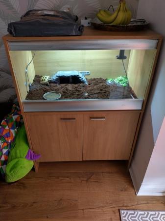 Image 6 of Horsfield tortoise with Viv and stand cupboard