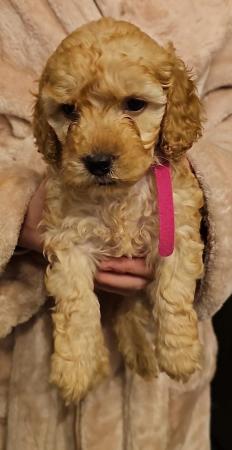 Image 13 of Cockapoo puppies for sale blonde and red