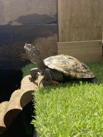 Image 1 of Wanted - rehoming turtles