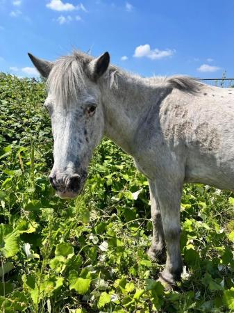Image 1 of Easy 10hh Spotted Mare - Lead Rein Pony, Therapet, Companion