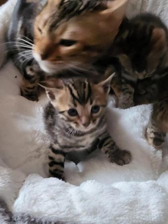Image 5 of Beautiful Bengal kittens ready to go
