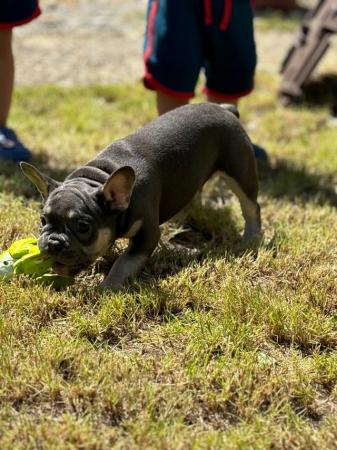 Image 7 of French Bulldog Puppies KC Registered