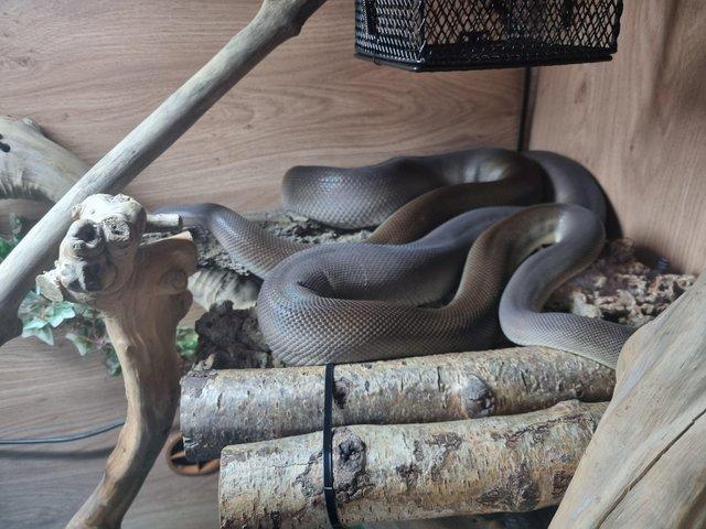 Preview of the first image of 4 year old olive python.