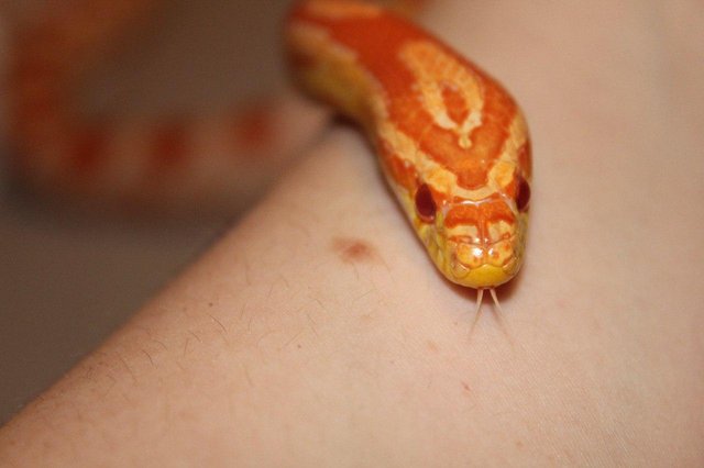 Preview of the first image of 7 year old Corn Snake with a heated tank.