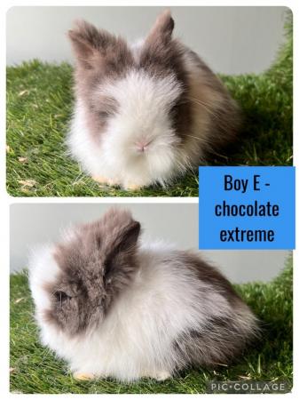 Image 8 of Stunning double mained lionhead babies