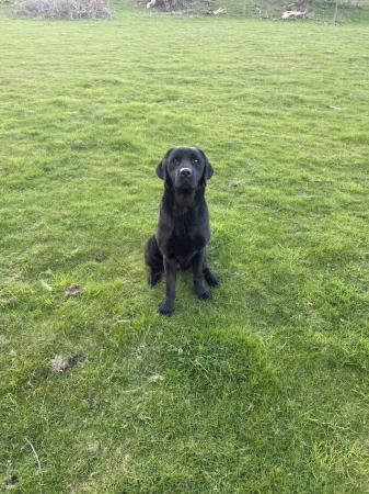 Image 1 of Part trained pet male 2 years 6 month old stunning dog