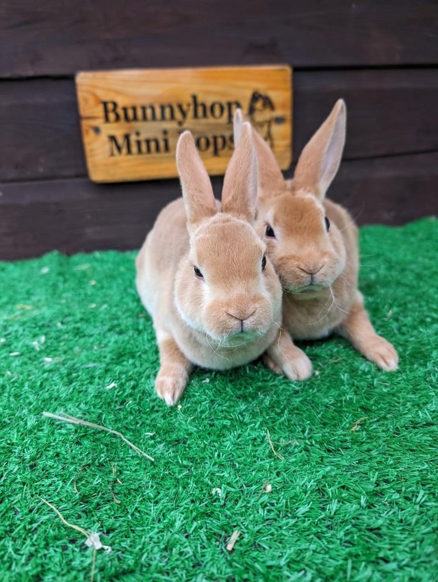 Preview of the first image of Orange and Fawn mini rex.