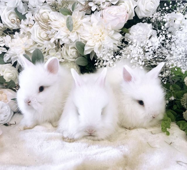 Preview of the first image of Three Blue eyed white Double Main Lionhead babies.
