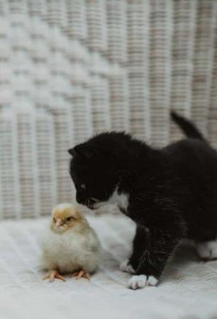 Image 8 of Beautiful Well-handled Kittens: Tabby,Black, White