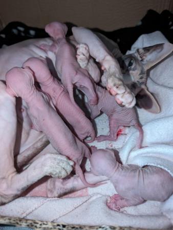 Image 3 of Sphynx kittens ready now