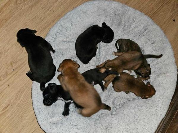 Image 3 of Sealed, red and brindle boxer puppies available.