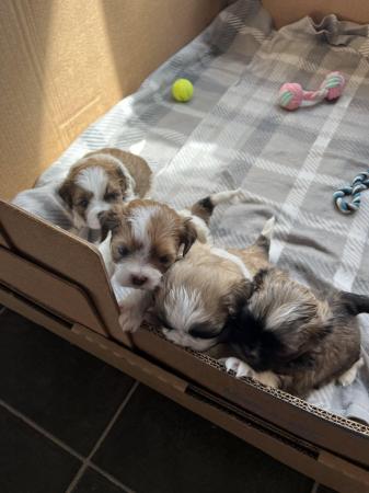 Image 5 of Beautiful Teddy Bear puppies only 2 Boys available