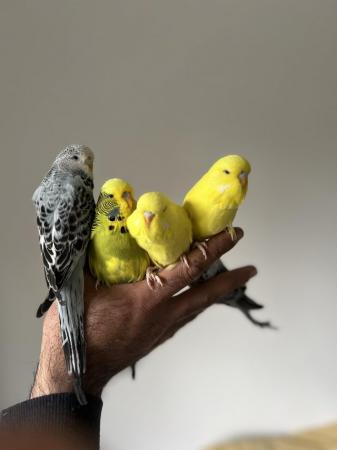 Image 4 of Hand Tame Baby Budgie Parakeets