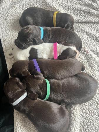 Image 2 of REDUCED! Beautiful cocker spaniel puppies - 3 boys 1 girl