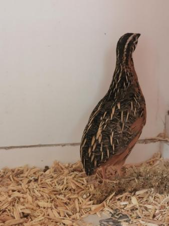 Image 2 of Free to a good home quail