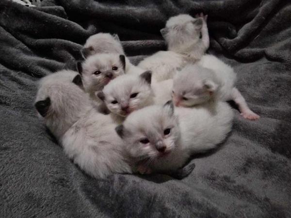 Image 9 of READY TO LEAVE 1 male left full ragdoll kittens