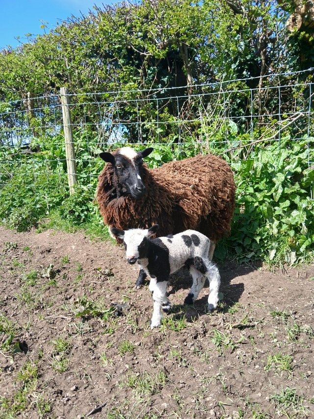 Preview of the first image of Shetland x cheviot ram lamb for sale.