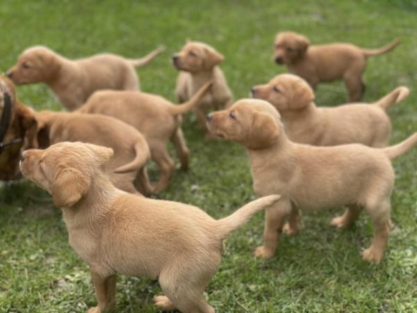 Image 4 of Last few remaining!. Gorgeous Fox Red Lab puppies