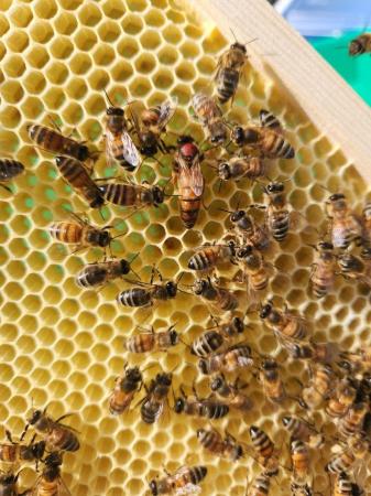 Image 6 of Spring Honey Bee Nucs 2024