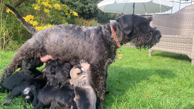 Image 2 of 2 available Quality Pedigree Miniature Schnauzer Puppies