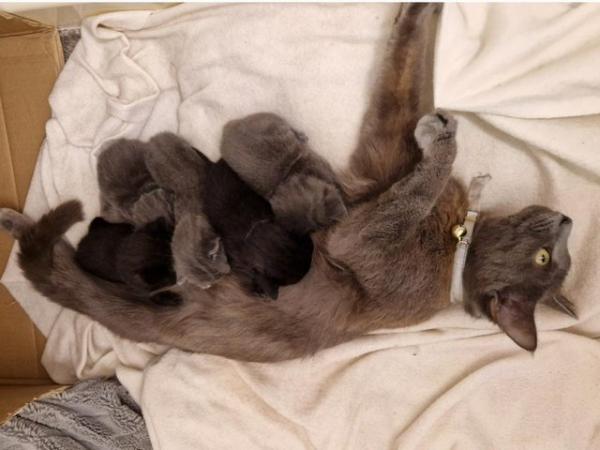 Image 2 of 3 beautiful grey kittens for sale