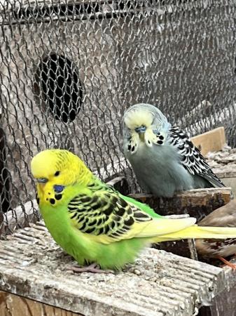Image 11 of Avairy birds for sale due to Illness