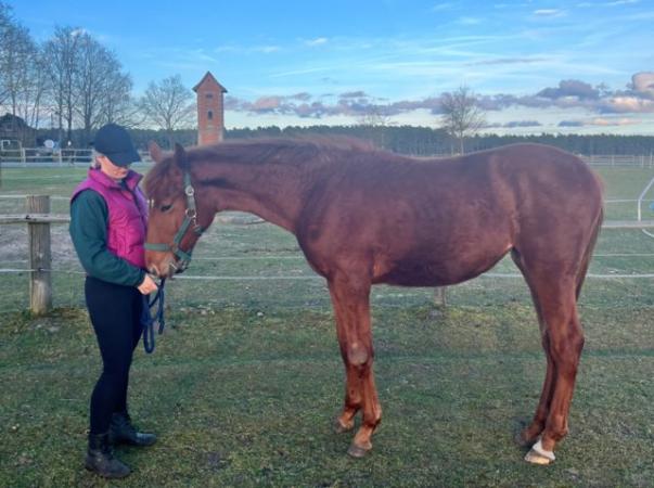 Image 3 of Hanoverian dressage filly for sale