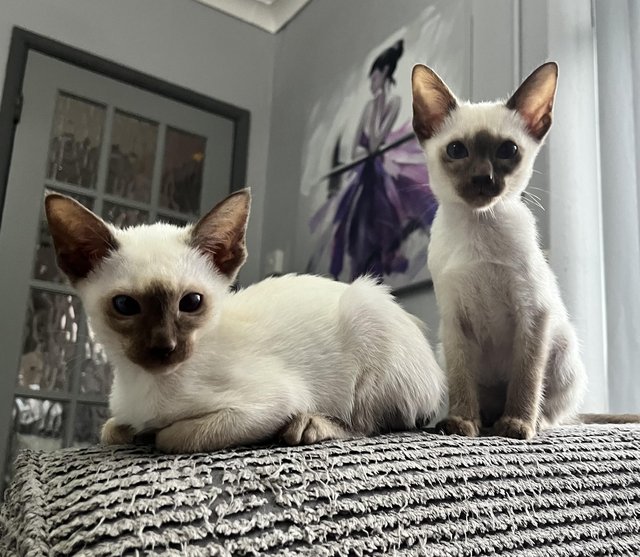 Preview of the first image of GCCF registered Siamese kittens ready now at 14 weeks of age.