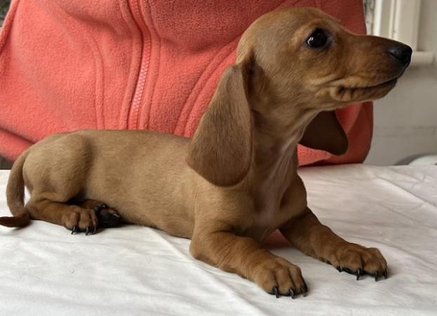 Image 1 of KC Miniature Dachshund puppies, PRA clear