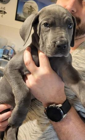Image 20 of Adorable KC Blue Great Dane puppies READY NOW!!