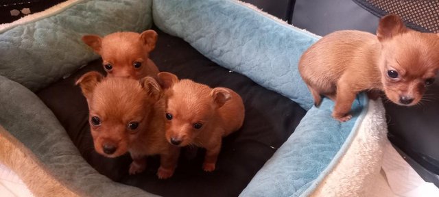 Image 3 of Mini Chorkie pups shorthaired 1 girl and 3 boys