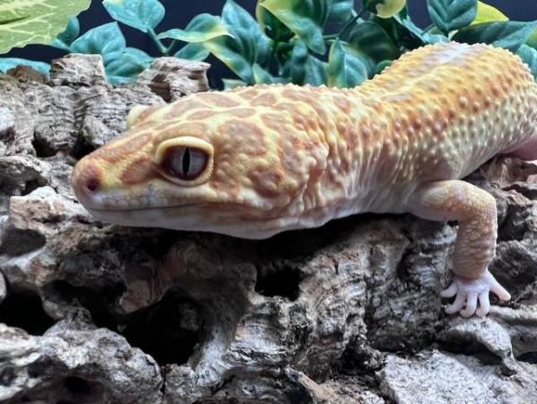 Image 5 of Leopard Geckos At The Marp Centre Feb 2024