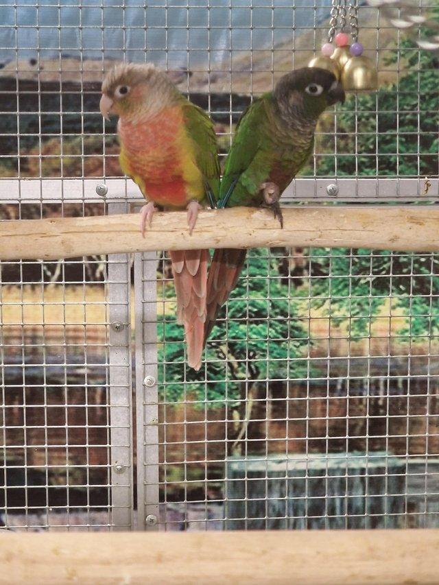 Preview of the first image of ......Baby Conure Parrots......