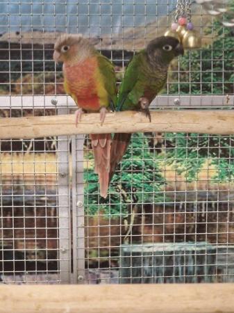 Image 1 of ......Baby Conure Parrots.....