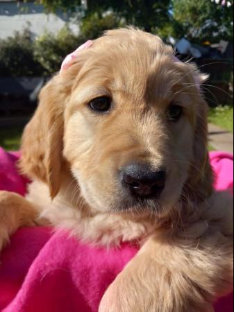 Image 1 of Golden Retriever Puppy reduced last girlMessage for detail