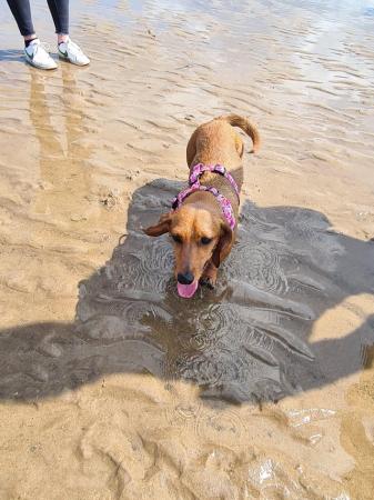 Image 1 of 4 year old miniature dachshund