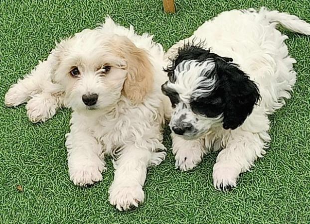 Image 12 of Now ready to go gorgeous Cockapoo puppies