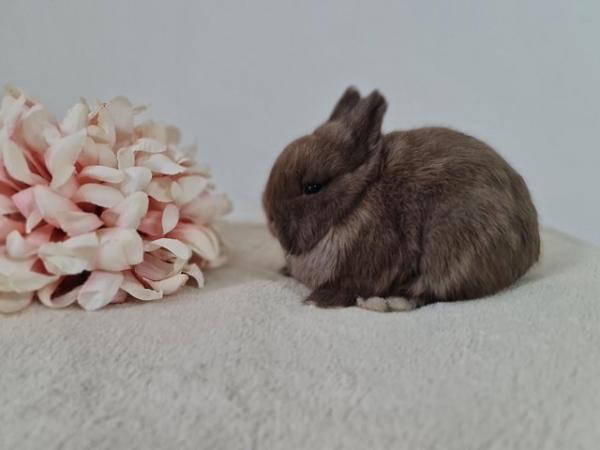 Image 14 of Netherland Dwarf Bunnies for Sale.