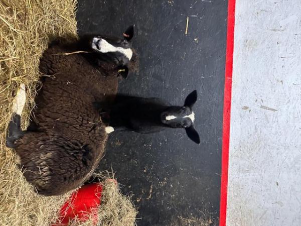 Image 1 of Zwartble wether lamb for sale