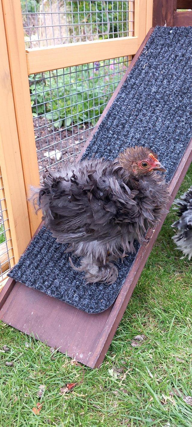 Preview of the first image of Delightful FRIZZLE PEKIN BANTAMS.