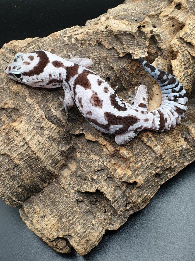 Preview of the first image of African Fat-Tailed Geckos cb23 various morphs.