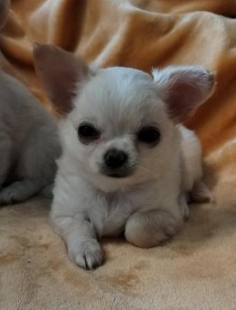 Image 5 of Puppy chihuahuas so loving and playful