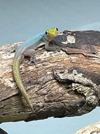Image 3 of Cameroon dwarf day gecko. Lygodactylus conraui