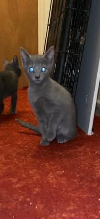 Image 8 of 6 Full pedigree russian blue kittens. GCCF registered.