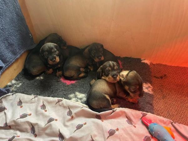Image 11 of KC Reg Teckel Puppies - Wirehaired Dachshund